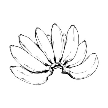 recommend clip art: banana vector line art drawing illustration