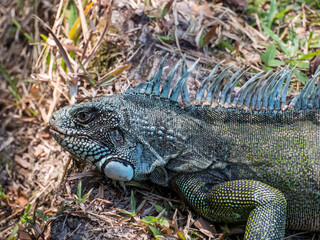 Fototapeta premium Animal. Amazonia. Lizard