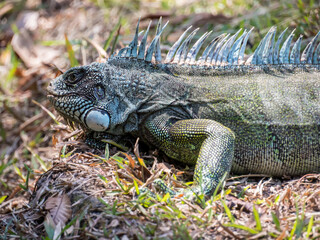 Fototapeta premium Animal. Amazonia. Lizard