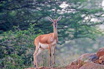 Naklejka premium This image captures a Chinkara, also known as the Indian Gazelle, in its natural habitat at Mayureshwar Wildlife Sanctuary. The Chinkara stands gracefully amidst dry grasslands, blending seamlessly