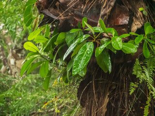 Plant, South America