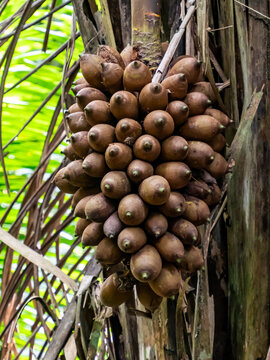 amazonia