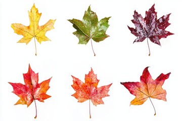 Obraz premium Set of Mapple isolated in white background