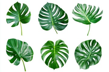 Fototapeta premium Set of monstera leaves isolated in white background
