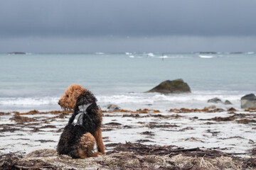 Airedale terrier in the Bleik Beach with ocean in the background in Vesterålen, Lofoten, Norway,...