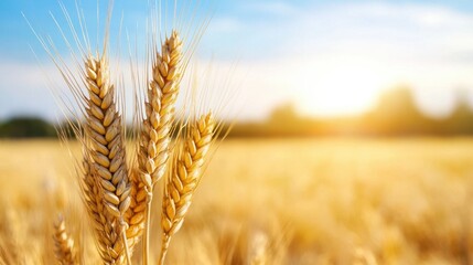 Naklejka premium A field of golden wheat with a bright sun in the background