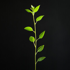 Obraz premium Young Green Plant Sprouting from Soil Against a Minimalist Background, Symbolizing Growth, Renewal, and Sustainability