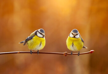 Fototapeta premium two bright little tit birds sitting in autumn sunny park on a branch