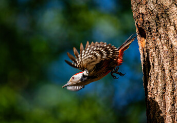 bird woodpecker flew out of nest in tree hollow spreading wings
