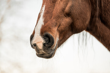 Naklejka premium horse equine natural habitat behaviour pony animal farm paddock paradise 