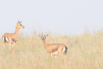This image captures a Chinkara, also known as the Indian Gazelle, in its natural habitat at Mayureshwar Wildlife Sanctuary. The Chinkara stands gracefully amidst dry grasslands