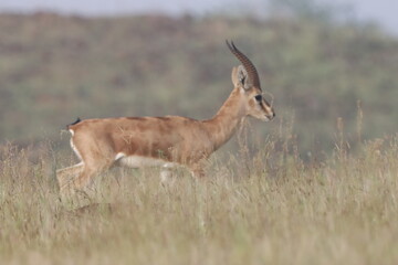 This image captures a Chinkara, also known as the Indian Gazelle, in its natural habitat at Mayureshwar Wildlife Sanctuary. The Chinkara stands gracefully amidst dry grasslands