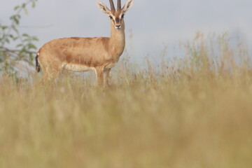 This image captures a Chinkara, also known as the Indian Gazelle, in its natural habitat at Mayureshwar Wildlife Sanctuary. The Chinkara stands gracefully amidst dry grasslands