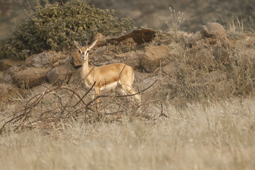 This image captures a Chinkara, also known as the Indian Gazelle, in its natural habitat at Mayureshwar Wildlife Sanctuary. The Chinkara stands gracefully amidst dry grasslands