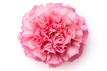 Carnation top view isolated on clear white background