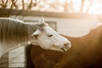 portrait of a horse