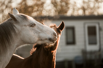 horse equine play in paddock paradise animal happy fun