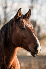 brown horse lusitano mare with winter coat portrait 