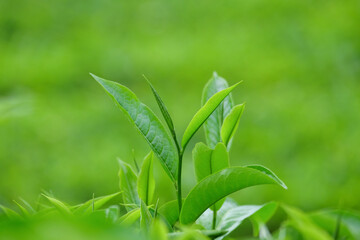 Obraz premium Close up of young, fresh green tea leaves. Bokeh background. Copy space for graphic design. agricultural industry concept.Natural leaf green texture background