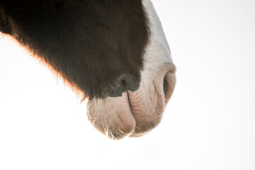 horse muzzle snout nose close up detail light 