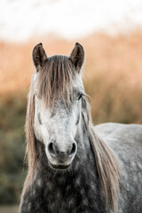 Obraz premium beautiful grey pony horse mare portrait with winter coat and long mane