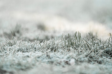 frost on grass in the morning