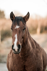 Obraz premium horse portrait animal equine brown 