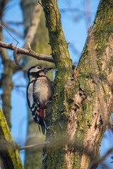 Dzięcioł duży (Dendrocopos major)