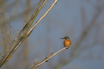 Zimorodek (Alcedo atthis)