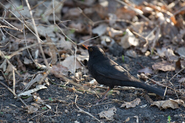 Kos (Turdus merula)