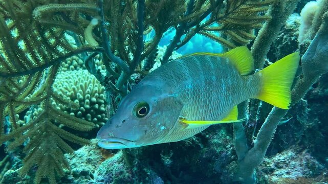Schoolmaster snapper amidst coral reefs in the Caribbean