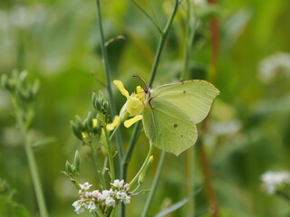 Motyl latolistek cytrynek (Gonepteryx rhamni) wśród żółtych kwiatów © Nature Observatory