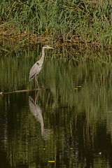 Great blue heron standing in the lake in the flemish countryside. Great blue heron standing in the water in Bourgoyen nature reserve, Ghent, Flanders, Belgium 