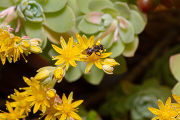 Stingless Bee from Brazil in Yellow Echeveria Succulent Flowers Macro