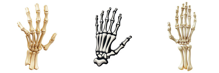 Fototapeta premium 3d render spooky skeleton hand isolated on transparent background Cartoon Illustration in plastic style