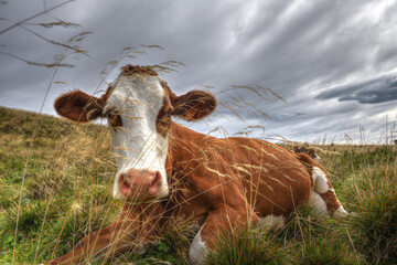 Young cow sitting in long grass under a dramatic sky in a mountain meadow.