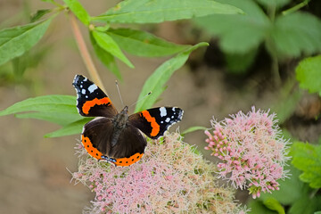 Red admiral butterfly sitting on a holy rope boneset flower, selective focus with bokeh background...