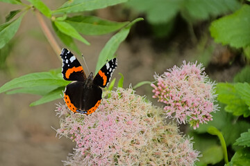 Red admiral butterfly sitting on a holy rope boneset flower, selective focus with bokeh background - Vanessa atalanta / Eupatorium cannabinum 