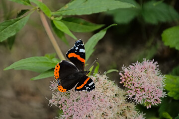 Red admiral butterfly sitting on a holy rope boneset flower, selective focus with bokeh background...