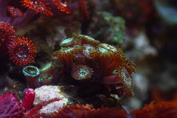 Green Zoanthus Coral in Reef Tank or Aquarium Macro