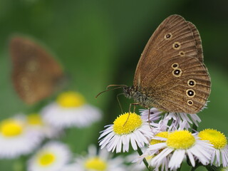 Motyl przestrojnik trawnik (Aphantopus hyperantus) wśr&oacute;d kwiat&oacute;w w ogrodzie
