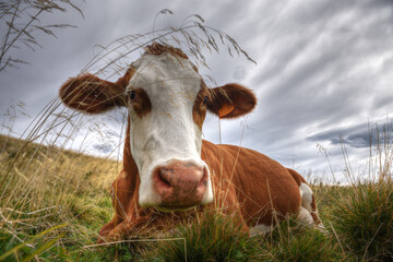 Young cow sitting in long grass under a dramatic sky in a mountain meadow.