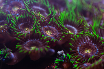 Zoanthus Coral in Reef Tank or Aquarium Macro