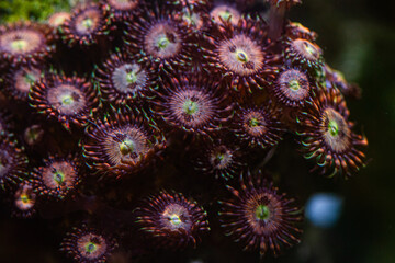 Fototapeta premium Coral Zoanthus Alien Antivenom in Reef Tank or Aquarium