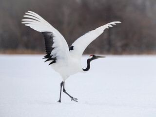 Red-crowned Crane (Grus japonensis) with majestic wings fully extended on snowy field