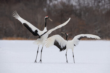 Obraz premium Pair of Red-crowned Cranes (Grus japonensis) performing courtship dance in snow-covered landscape