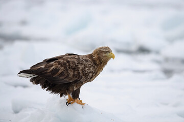 Majestic White-tailed Eagle (Haliaeetus albicilla) Perched on Snowy Ice, showcasing sharp gaze and...
