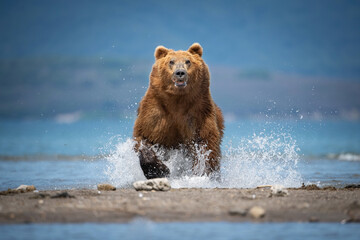 Majestic Brown Bear (Ursus arctos) Charging Powerfully Through Water, Showcasing Strength and Determination in Wild Landscape