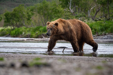 Fototapeta premium Imposing Coastal Brown Bear (Ursus arctos) Traversing a Tranquil Riverbank, Surrounded by Lush Greenery in Alaska's Wild Landscape