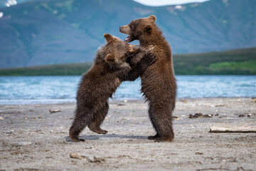 Obraz premium Brown Bear Cubs (Ursus arctos) Engaged in a Gentle Wrestling Match on a Quiet Lakeshore Amidst a Peaceful Mountain Setting